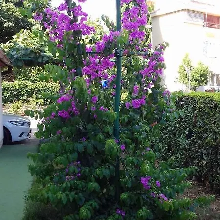 Apartment In Rovinj/istrien 11563 Rovinj